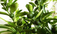 Šumivá koupel Litsea cubeba