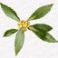 Litsea cubeba - esenciální olej